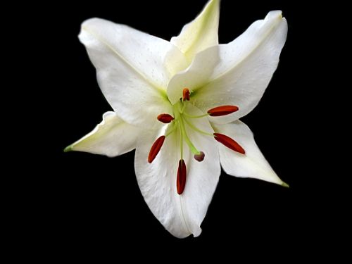 lily spring flower