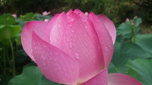 lily rain flower