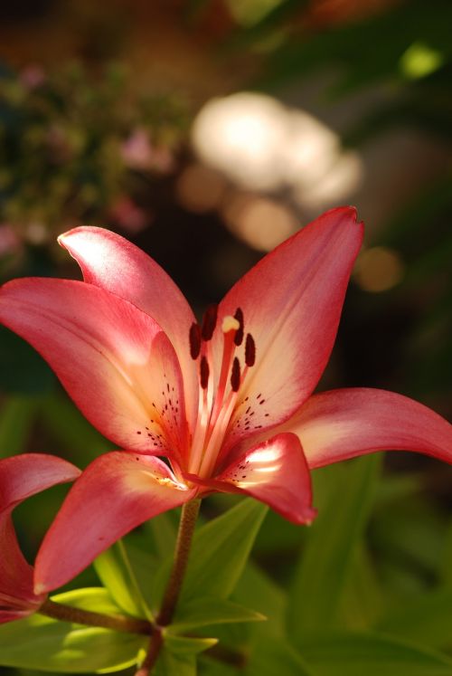 lily bloom flower