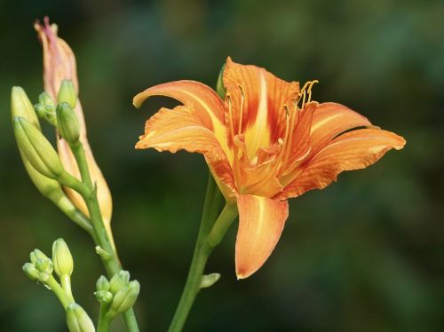 lily orange pollen