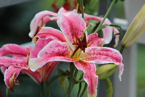 lily flower blooming