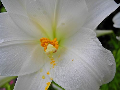 lily white flower petal
