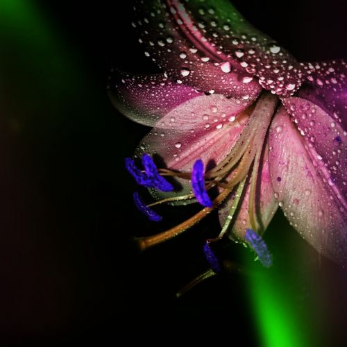 lily color drops