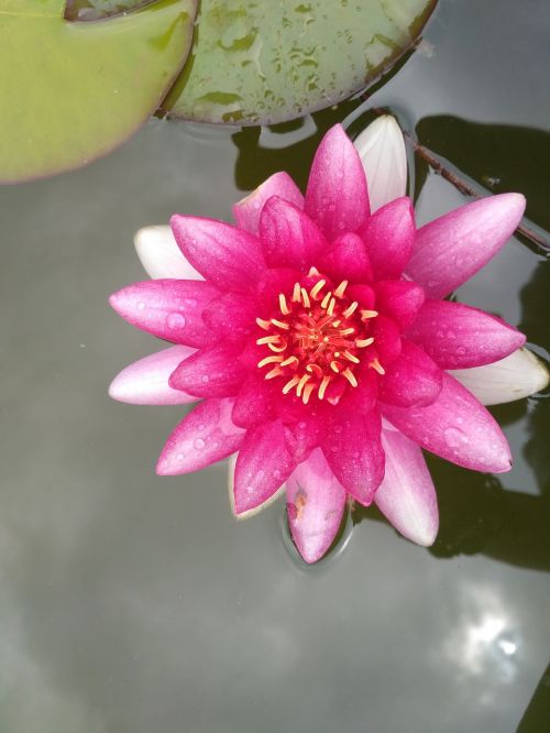 lily water lily pink