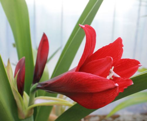 lily red flower