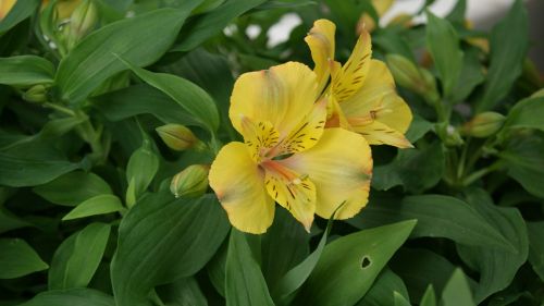 lily yellow oranienburg