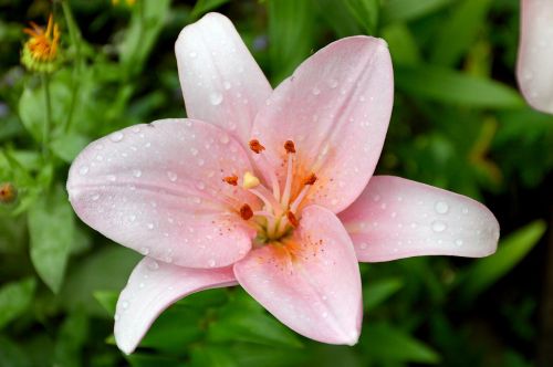 lily pink summer