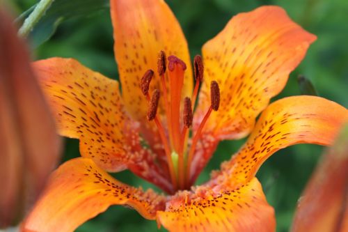 lily flower macro photography