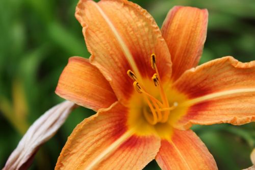 lily day lily flower