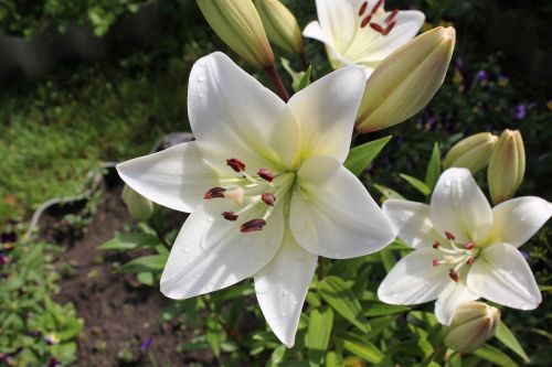 lily garden flowers dacha