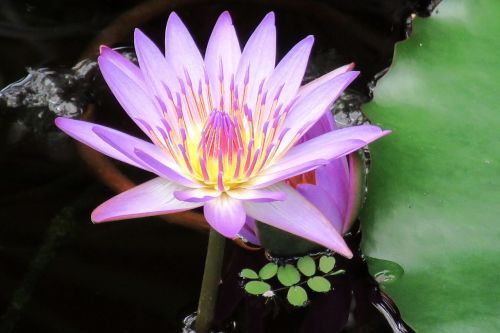 lily water lilies aquatic plant