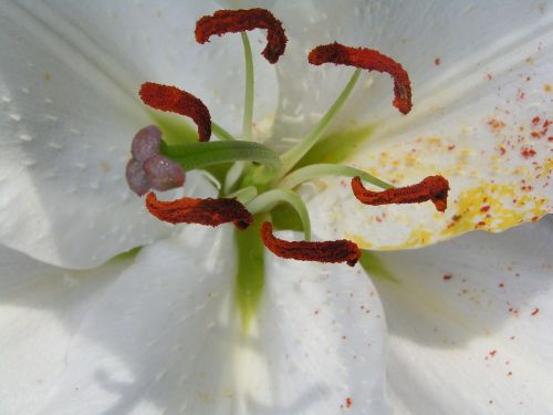 lily pistil macro