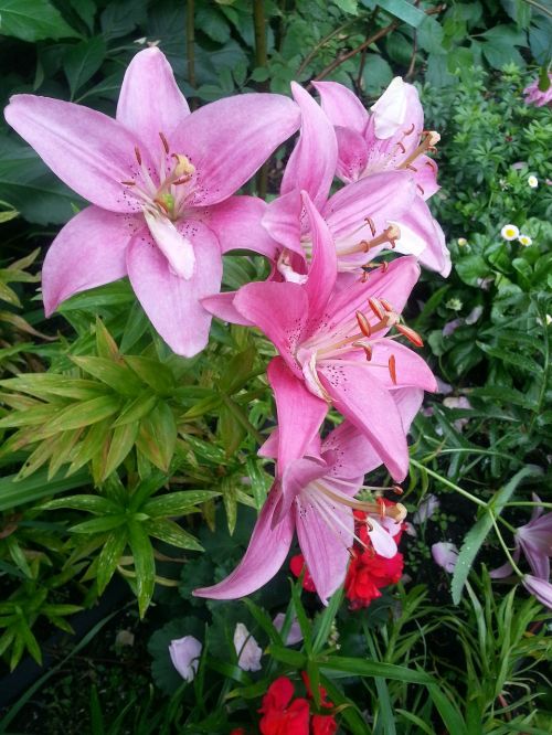 lily pink garden