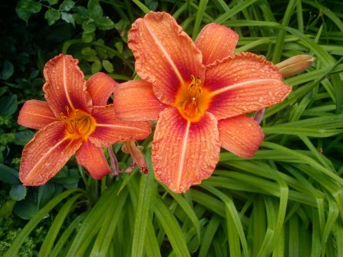 lily flower orange