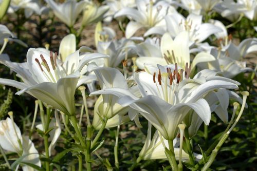 lily blossom bloom