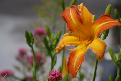 lily flower flora