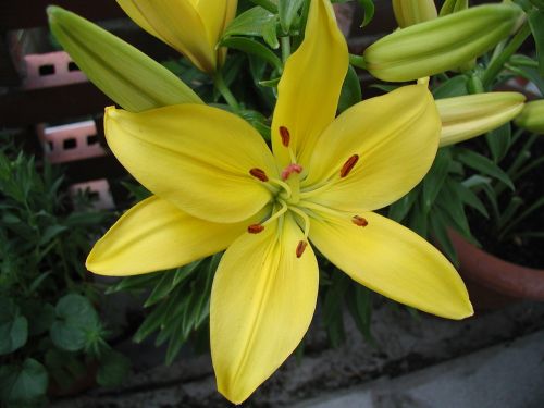 lily yellow blossom