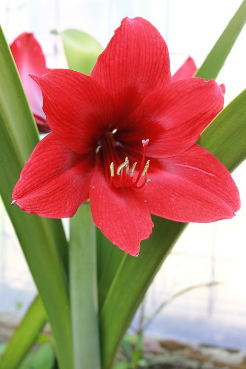 lily red flower