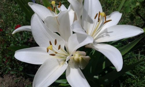 lily white flowers