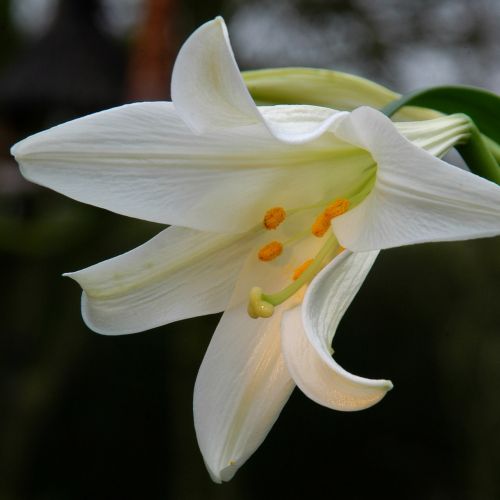 lily beauty bloom