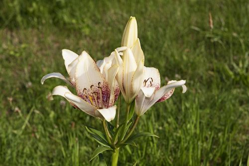 lily flowers nature