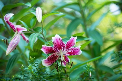 lily flower pink