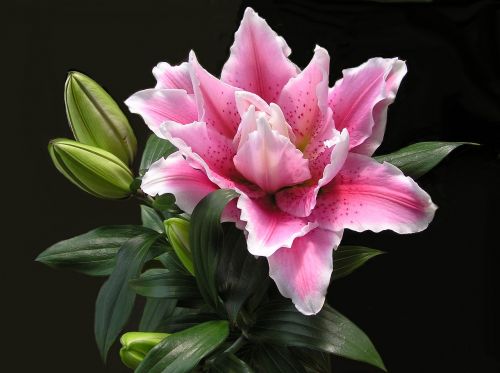 lily flower pink