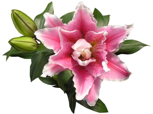 lily pink blooming