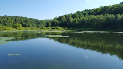 lily pads lake