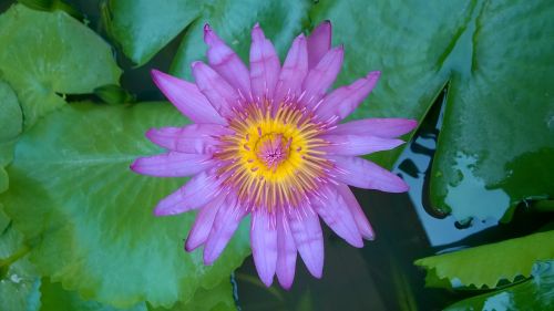 lily beautiful flowers purple