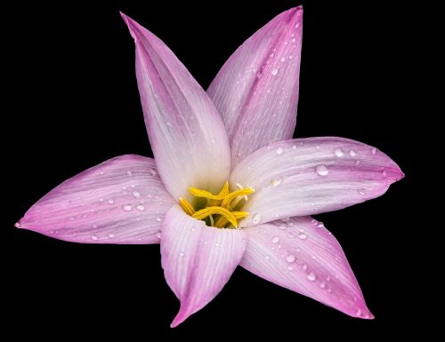 lily flower blossom