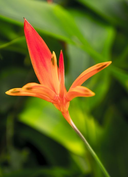 lily red natural