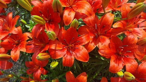 lily oriental lily flower