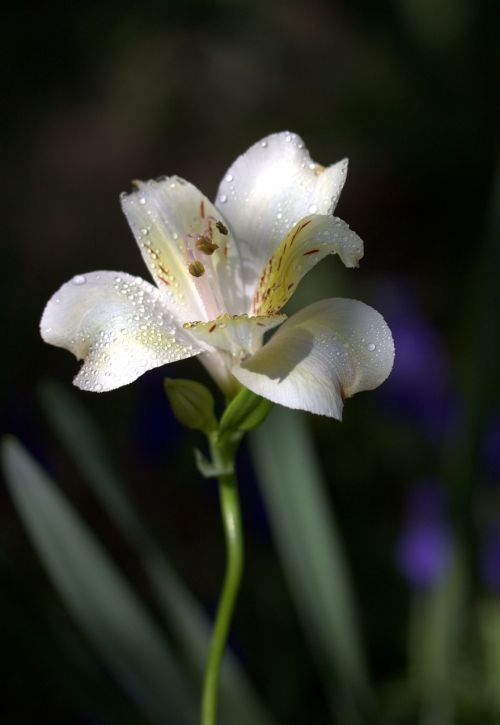 lily flower wild