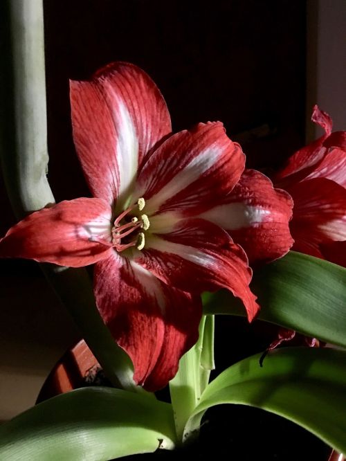 lily red flower pistils