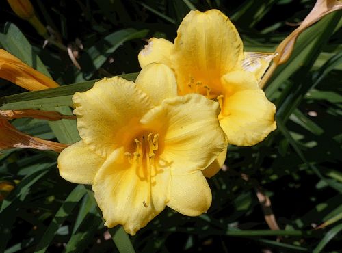 lily garden flower flora