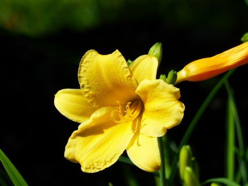 lily yellow close up