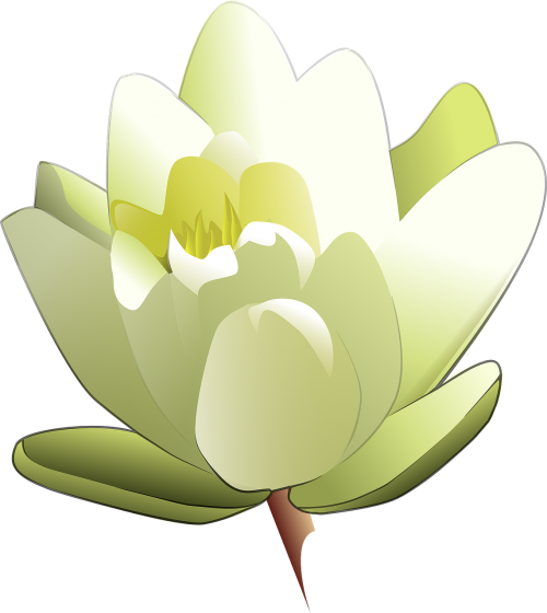 lily white lotus