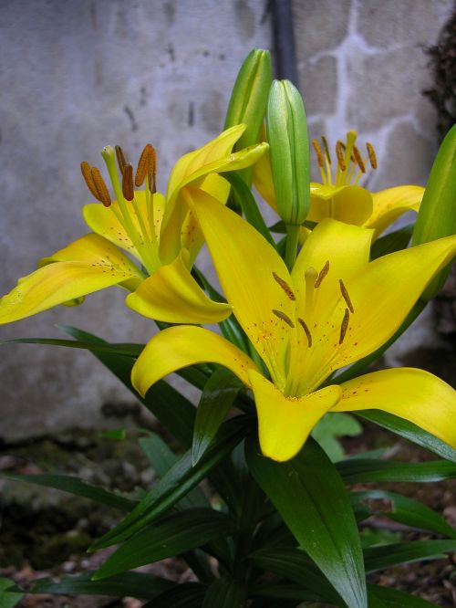 lily yellow flower