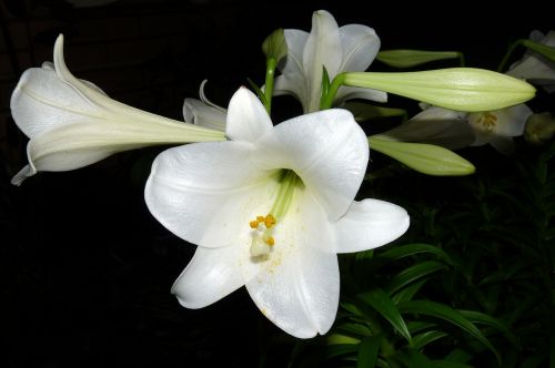 lily flower white