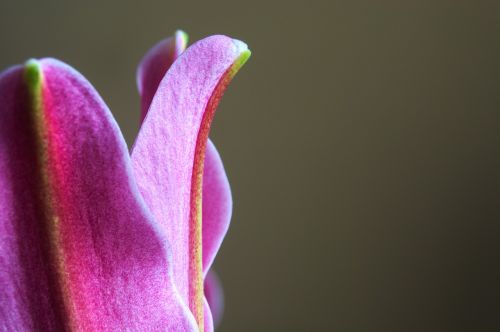 lily pink close up