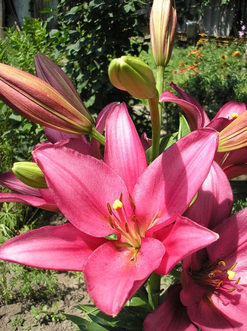 lily flower nature