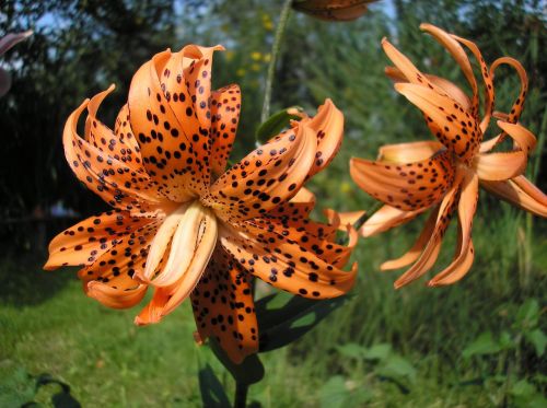 lily nature plant