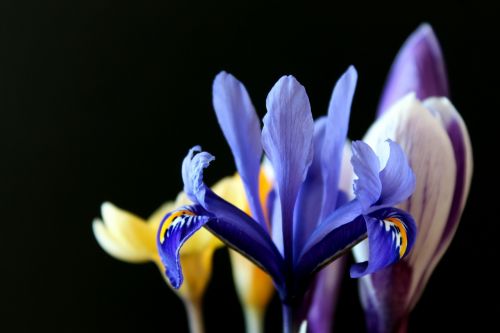 lily early bloomer purple