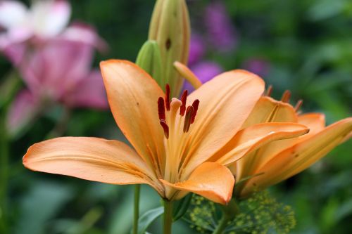 lily flower nature