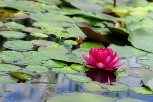 lily flowers lotus