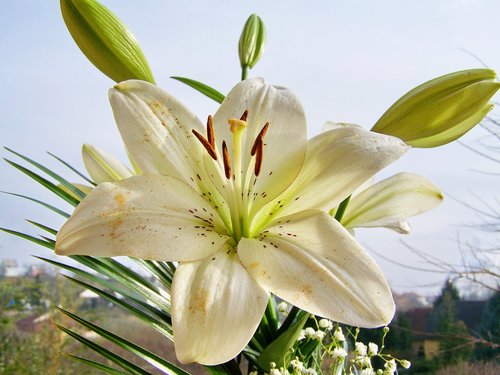 lily  white flower