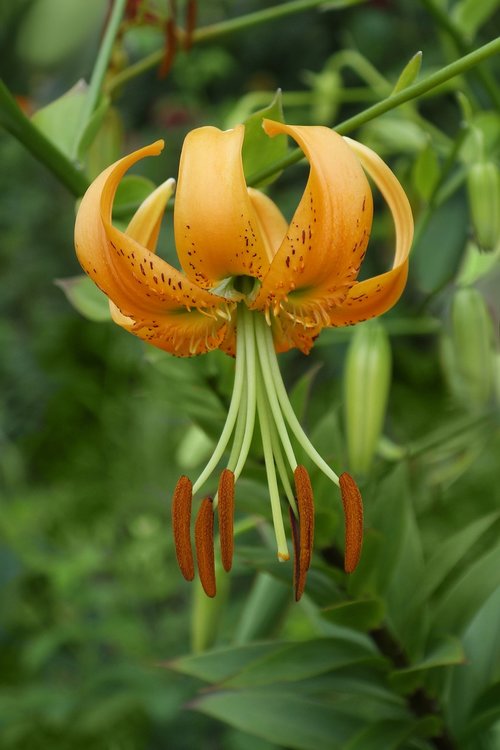 lily  flower  garden