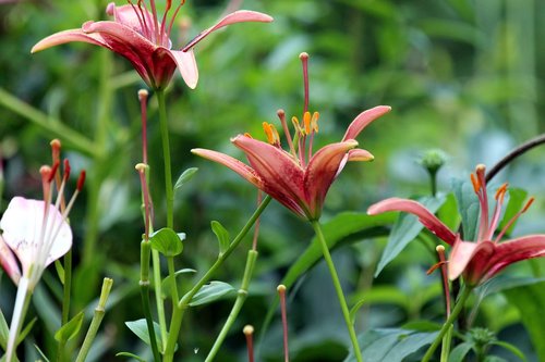 lily  nature  flower