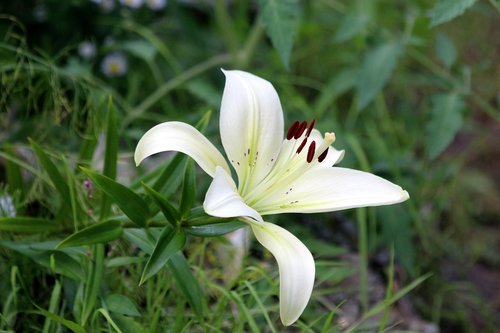 lily  white  nature